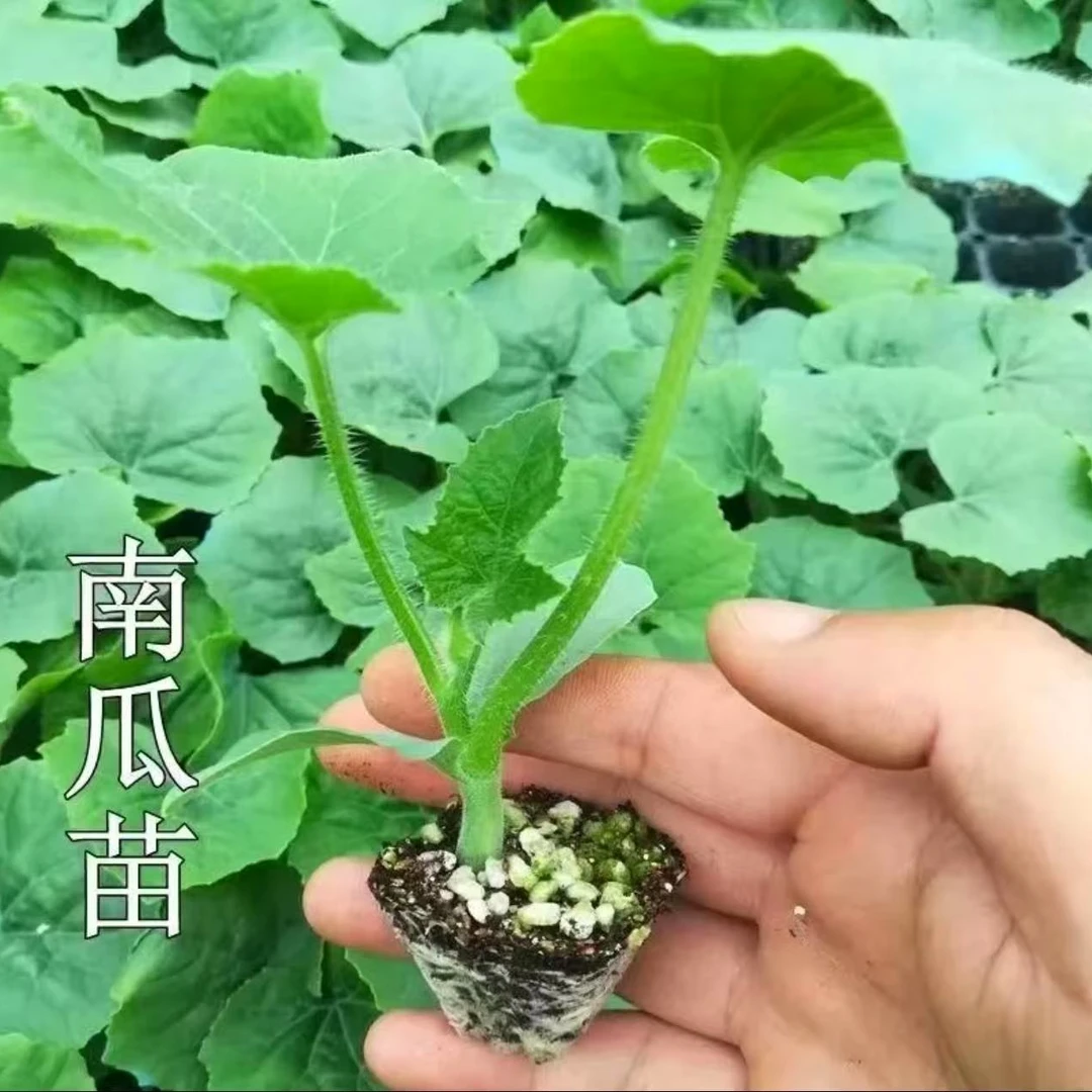 各种南瓜苗根系发达苗场直发