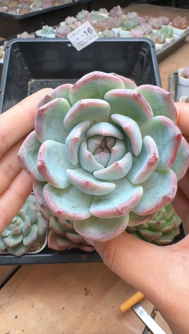 筐16珍妮杂交多肉 花卉植物05