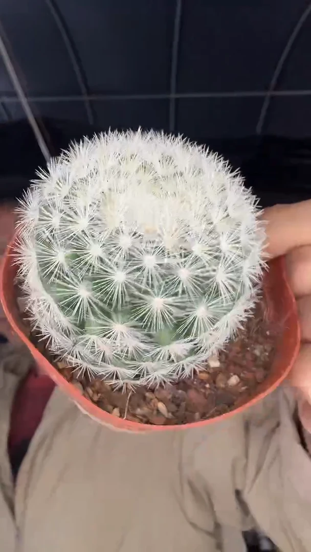 实生大号满月19.99