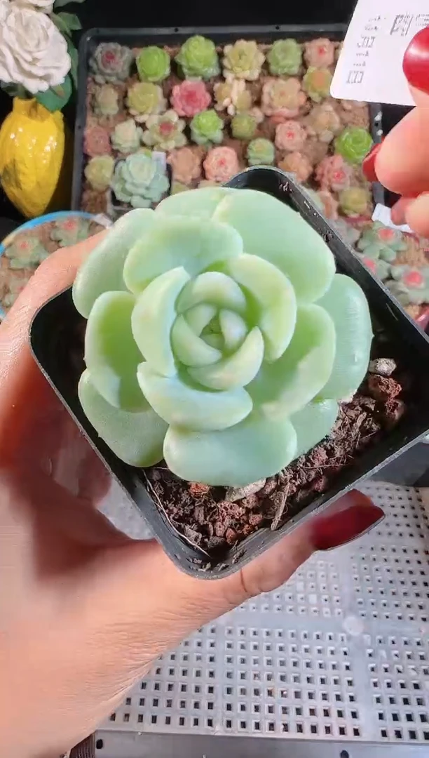 1111-718冰心27（群生不包整）