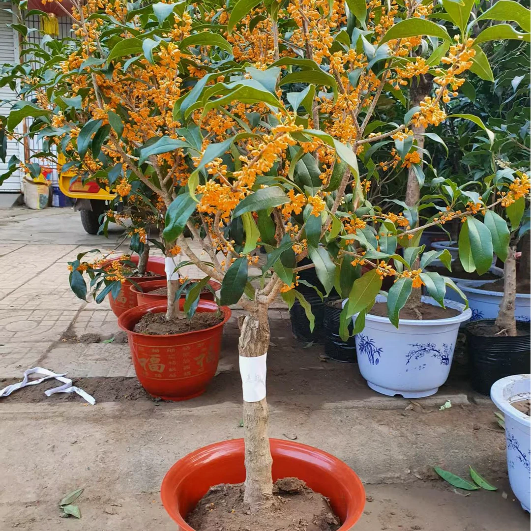 嫁接桂花八月桂四季桂金桂丹桂天香台阁一物一拍