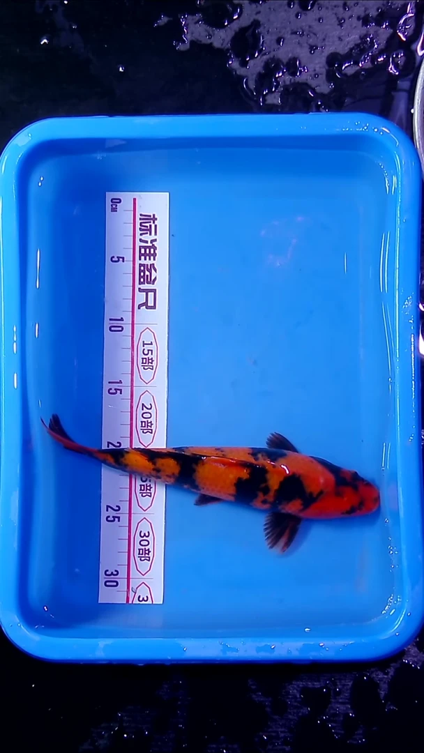 锦鲤直播间菁选 对版发货 7号 27cm