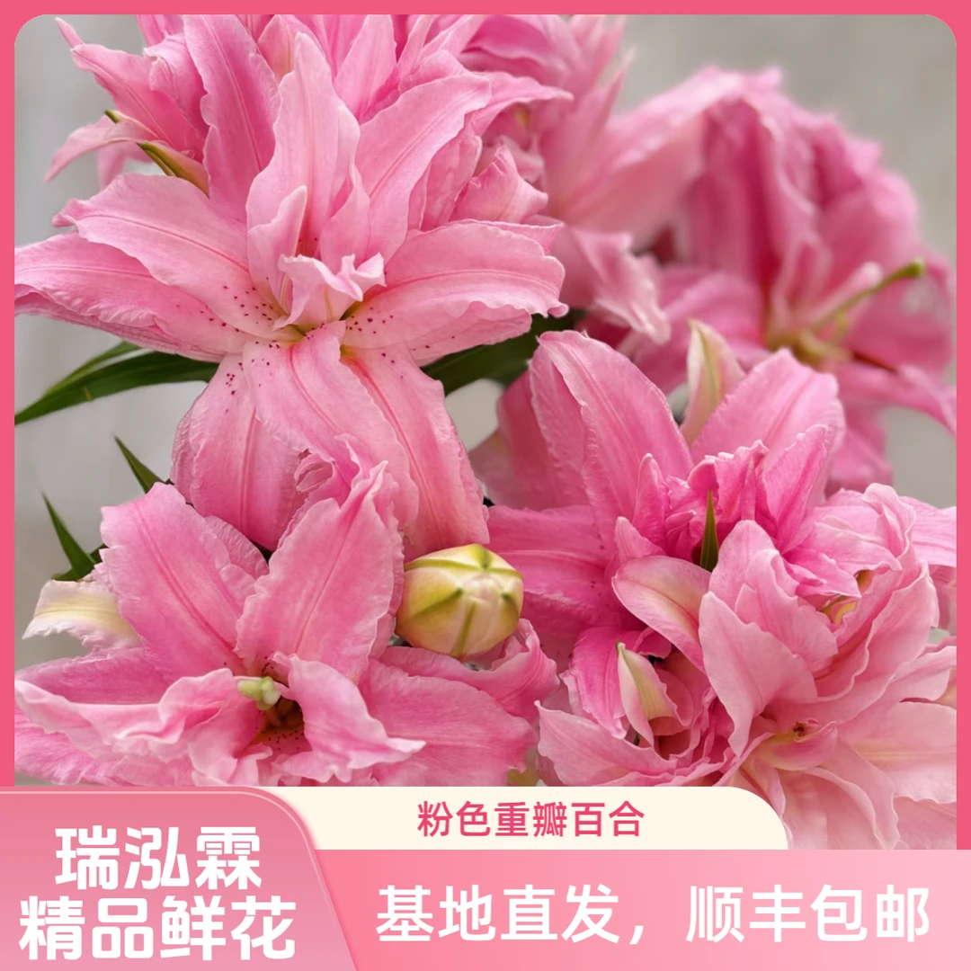 AA级(黛安娜女神)小花型粉色重瓣香水百合东北发货顺丰包邮