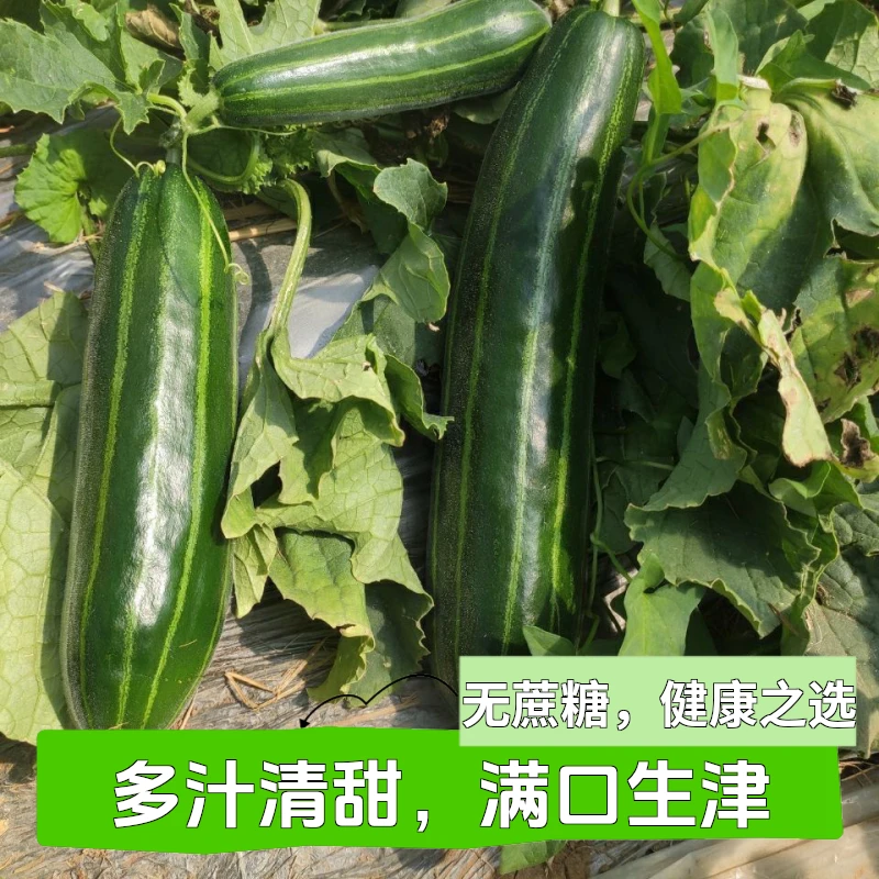顺丰当季绿皮脆瓜菜瓜青龙菜瓜当季酱瓜山东特产精选头茬脆瓜无糖