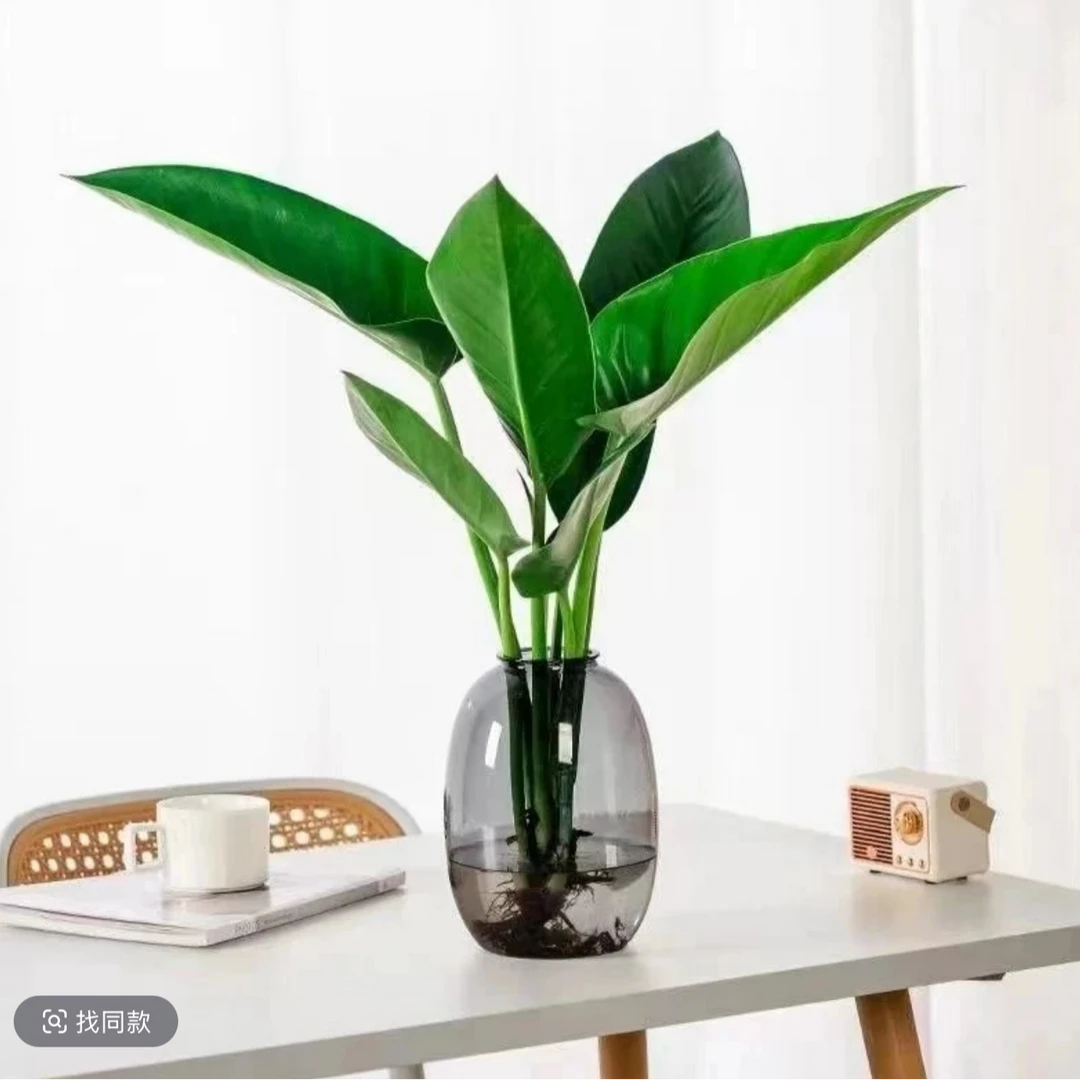大叶金钻水培绿植办公室桌面植物吸甲醛室内客厅花卉盆栽四季好养