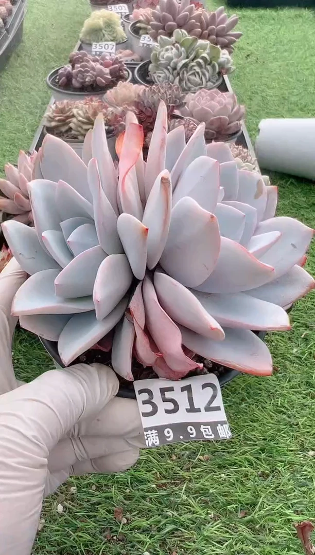 【闪购商品】信福多肉一物一拍