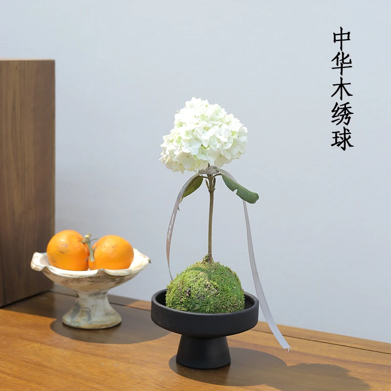 【中华木绣球】斗球白色清新办公室茶桌桌面春天开花礼物盆栽