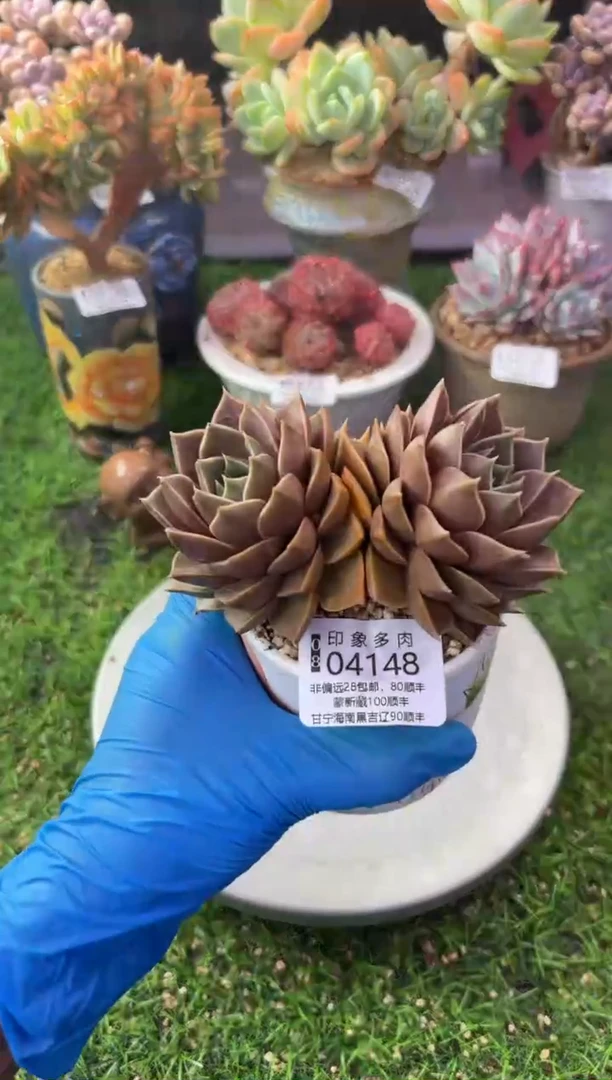 昆明印象多肉04148