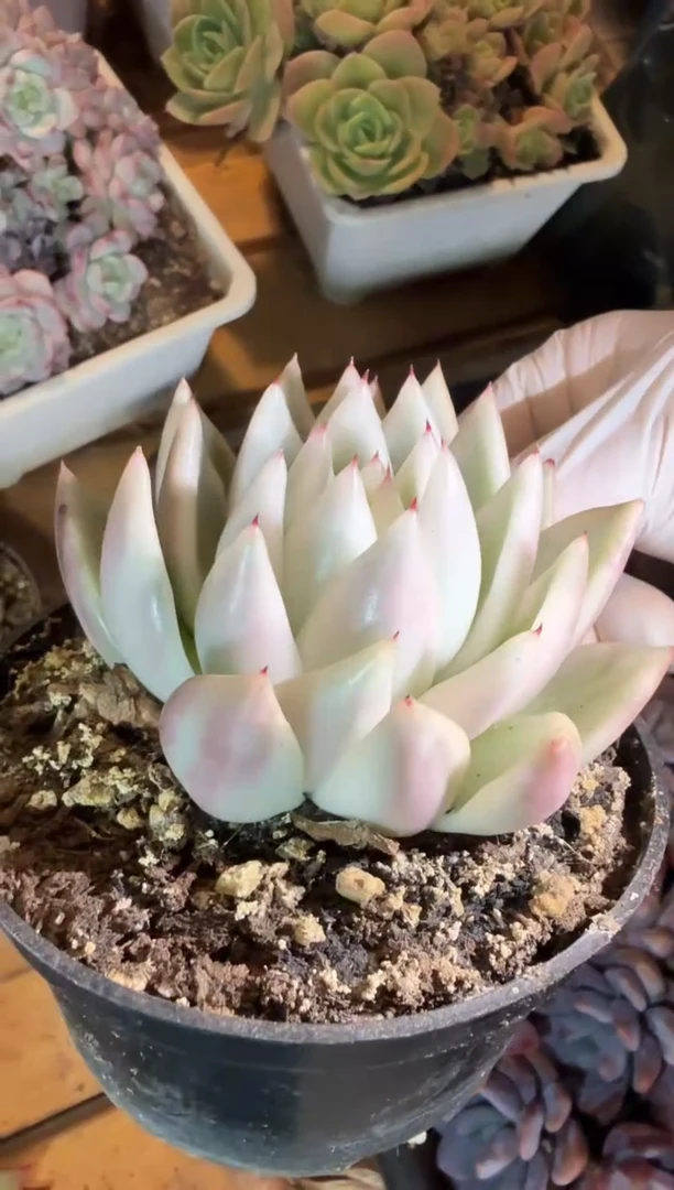 110#大雪白玛丽亚锦单头（6-8cm）脱土