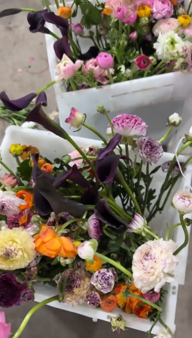 时****.19.9  时光&泡沫.  一桶洋牡丹