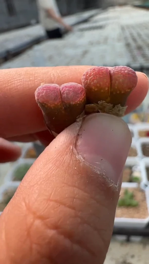 美丽的肉石头948紫烟一颗