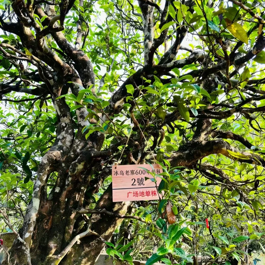 广场地【600年2号单株】2025年冰岛老寨头春单株生散茶韵霸气十足