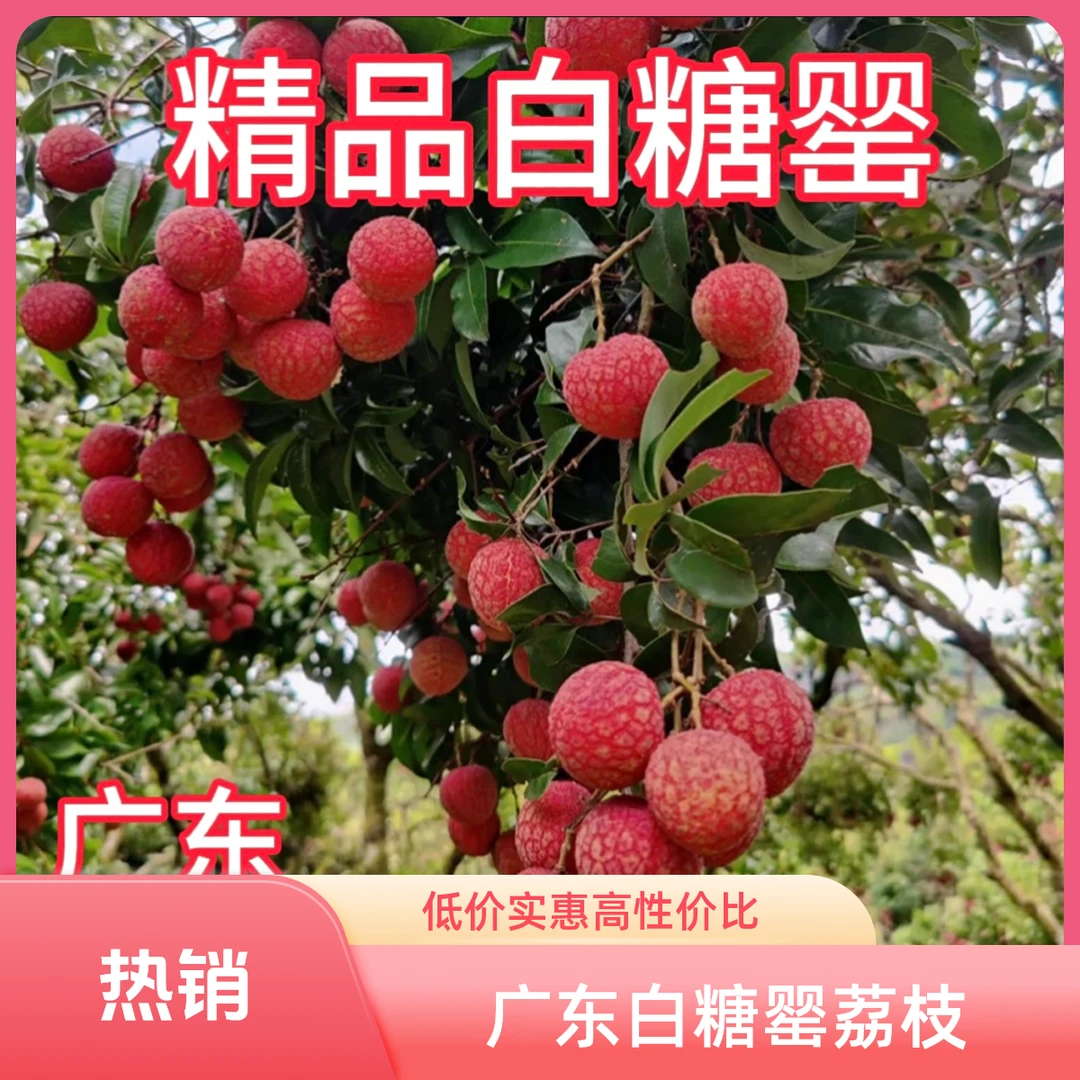 正宗广东茂名白糖罂荔枝当季新鲜现摘，仅限省内可拍