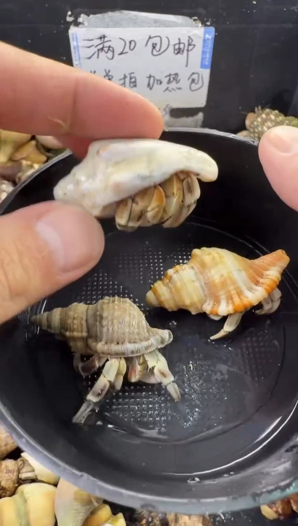 不理不拉三只包活到手两只，不包全品