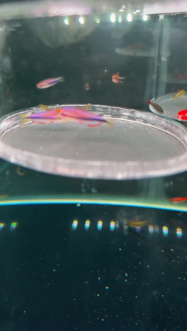 灯科鱼什**况梦幻超级DY*2