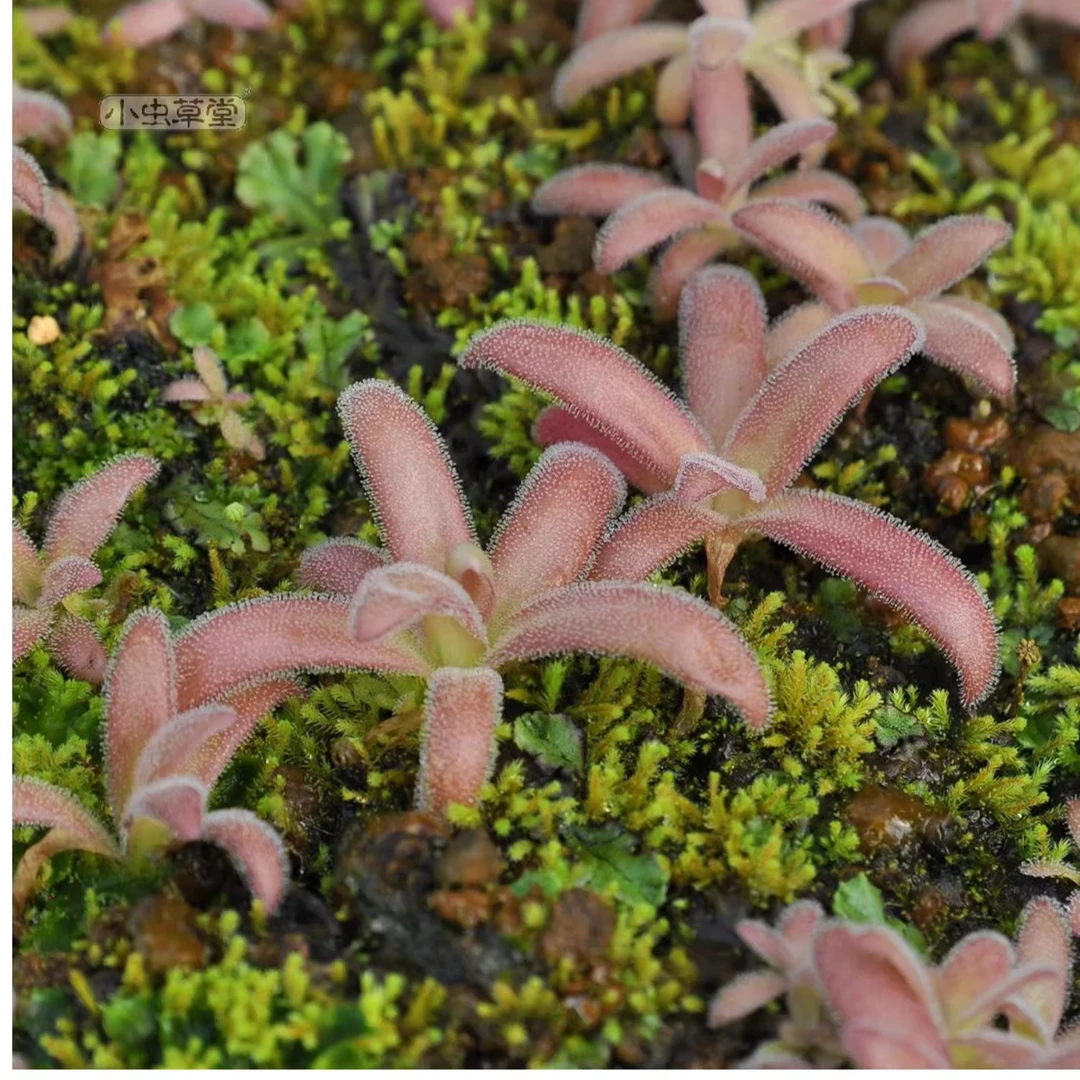 鱿鱼须捕虫堇小虫草堂食虫植物