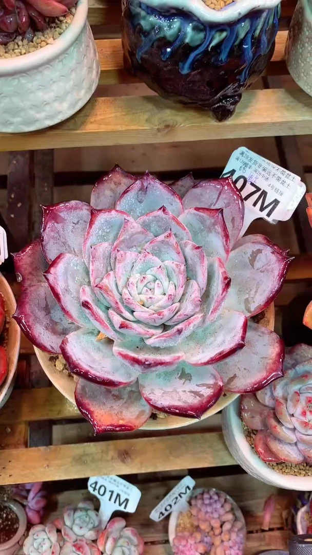 407M（一物一拍，精品多肉，所见即所得 ）