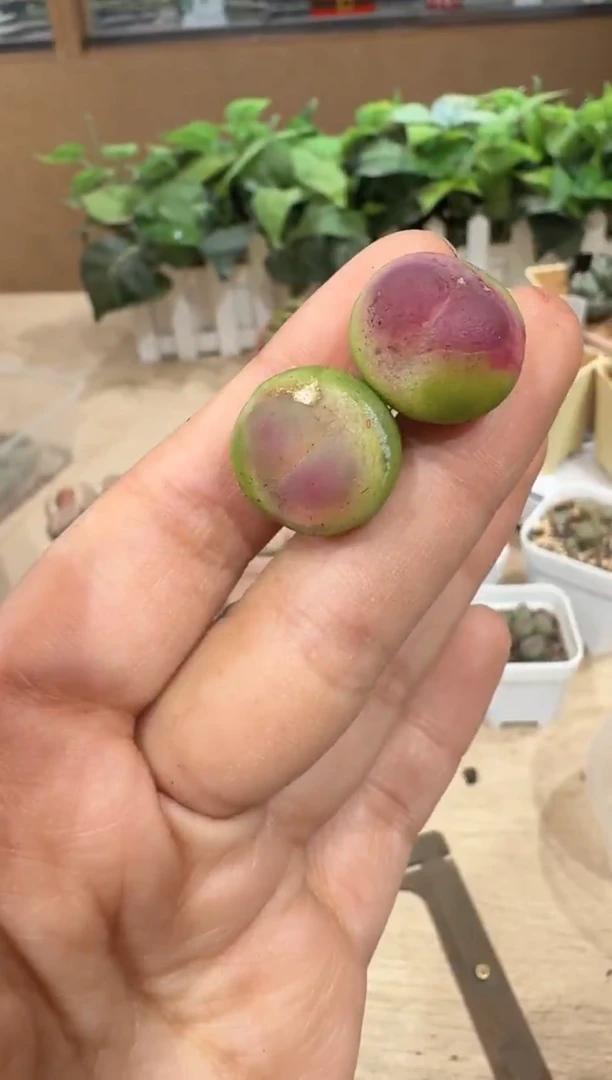 左*29-102多肉植物肉锥