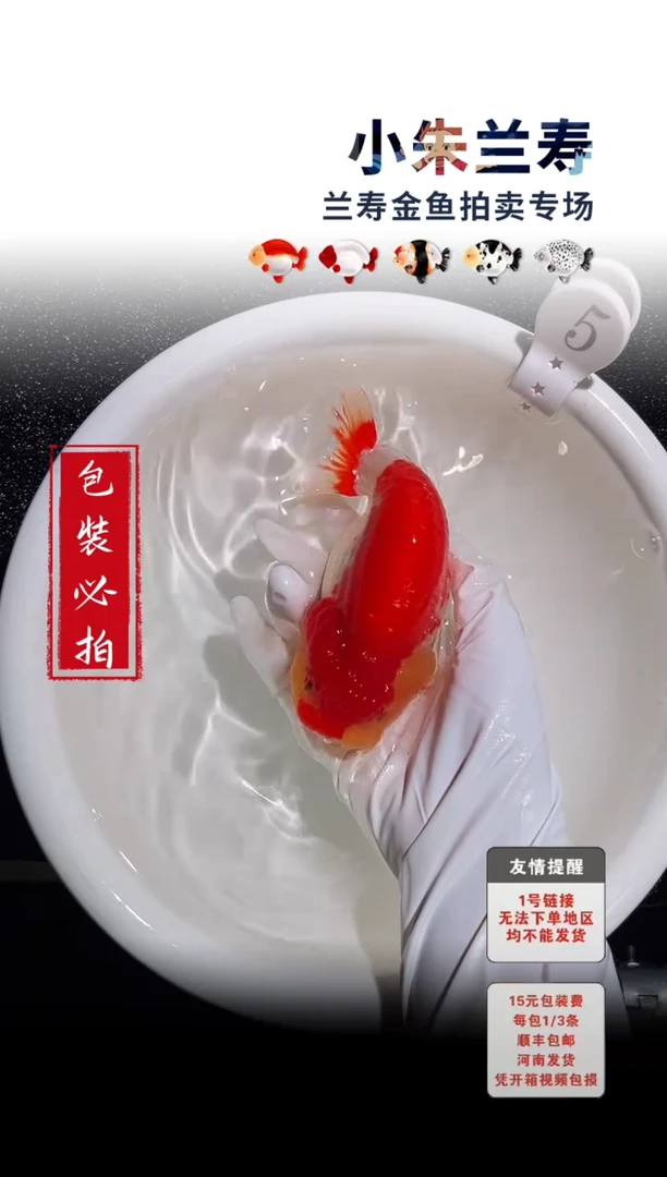 金鱼包装必拍未拍顺丰到付5号