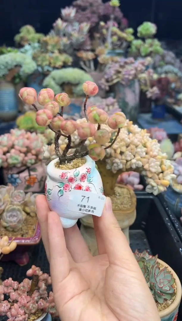 71              不带盆