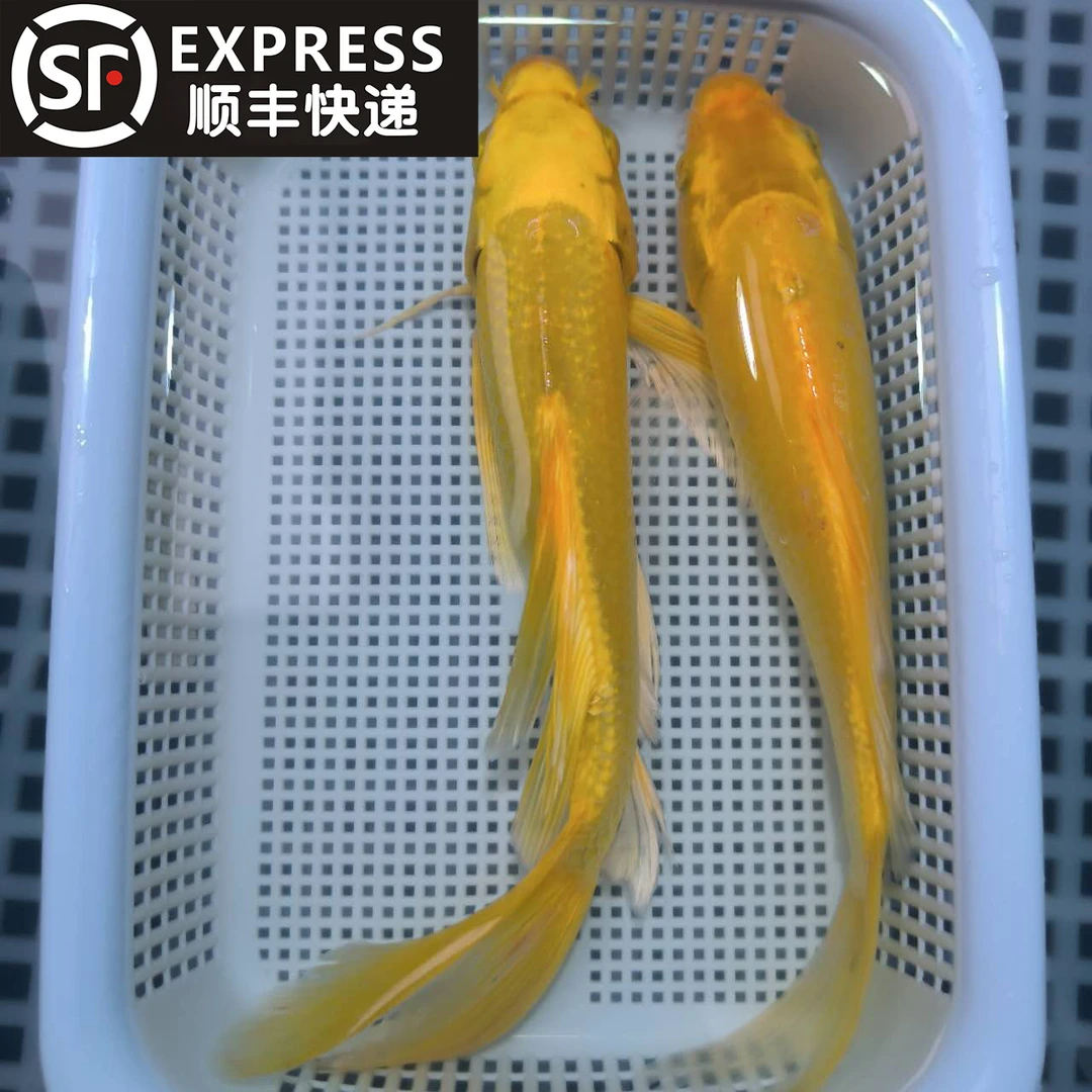 【大尺寸黄金两只】18-20cm黄金两只锦鲤观赏冷水鱼招财鱼风水鱼