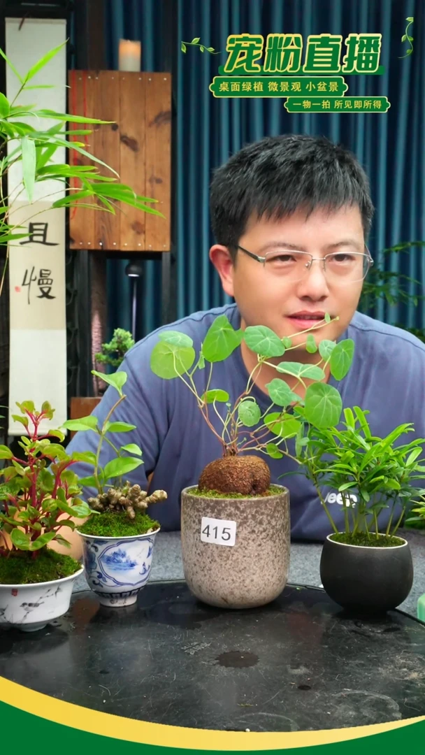 无花朵天**蓝苔藓微景观0415号