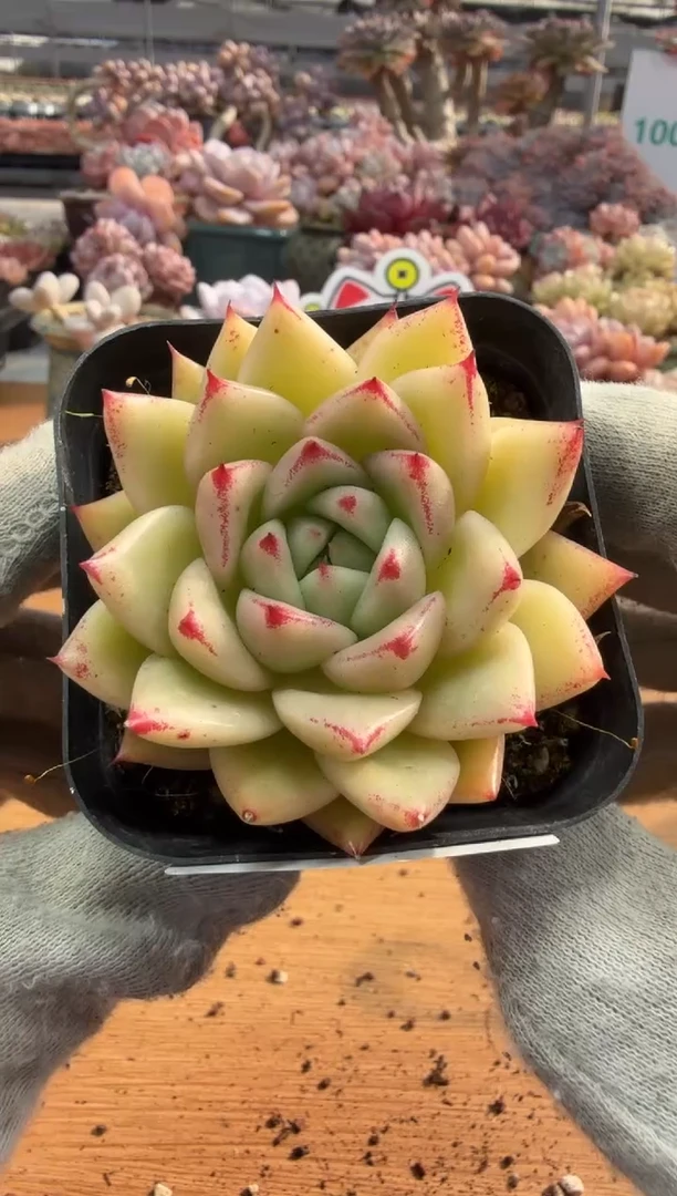 东云多肉园三店-134