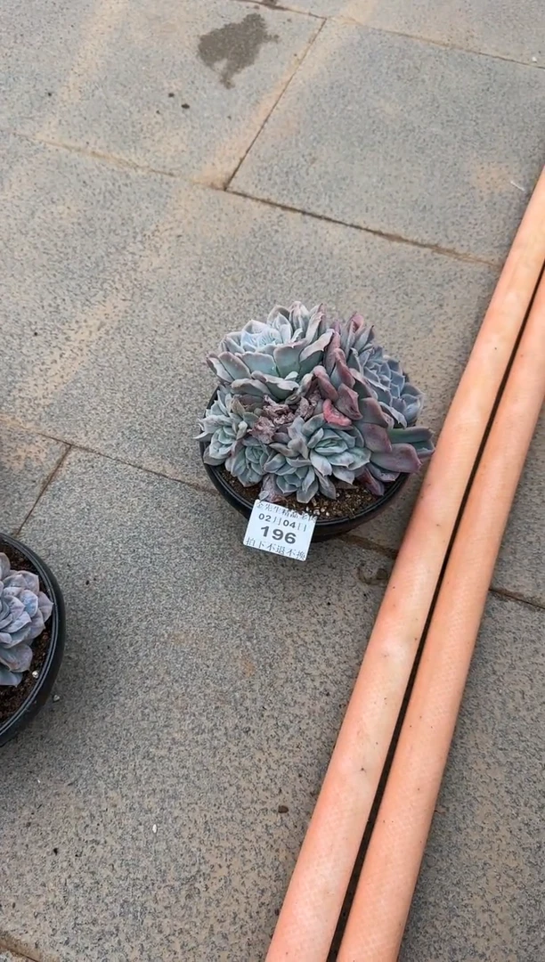 【闪购商品】0204-196泡泡纱裙带崽（大号）