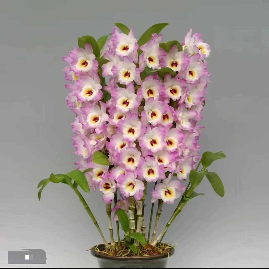 粉红兔春石斛（花色多彩，开花爆花大）每年2-5月都在开好养推荐全国