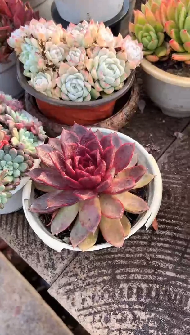 清*多肉植物一物一拍01322