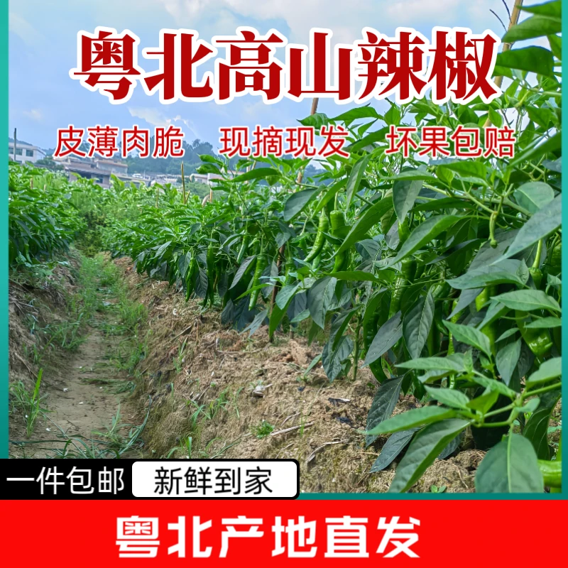 【特价抢5斤】粤北脆皮辣椒农家种植中辣正宗湖南农家土辣椒