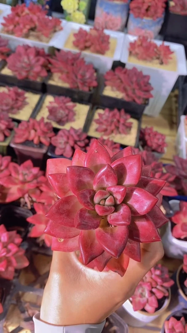 B73-老桩赫菲斯托单头（量拍）