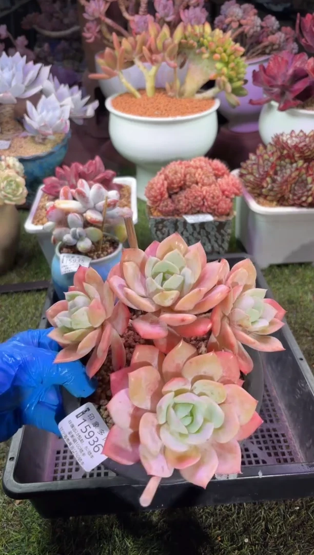 【闪购商品】15936