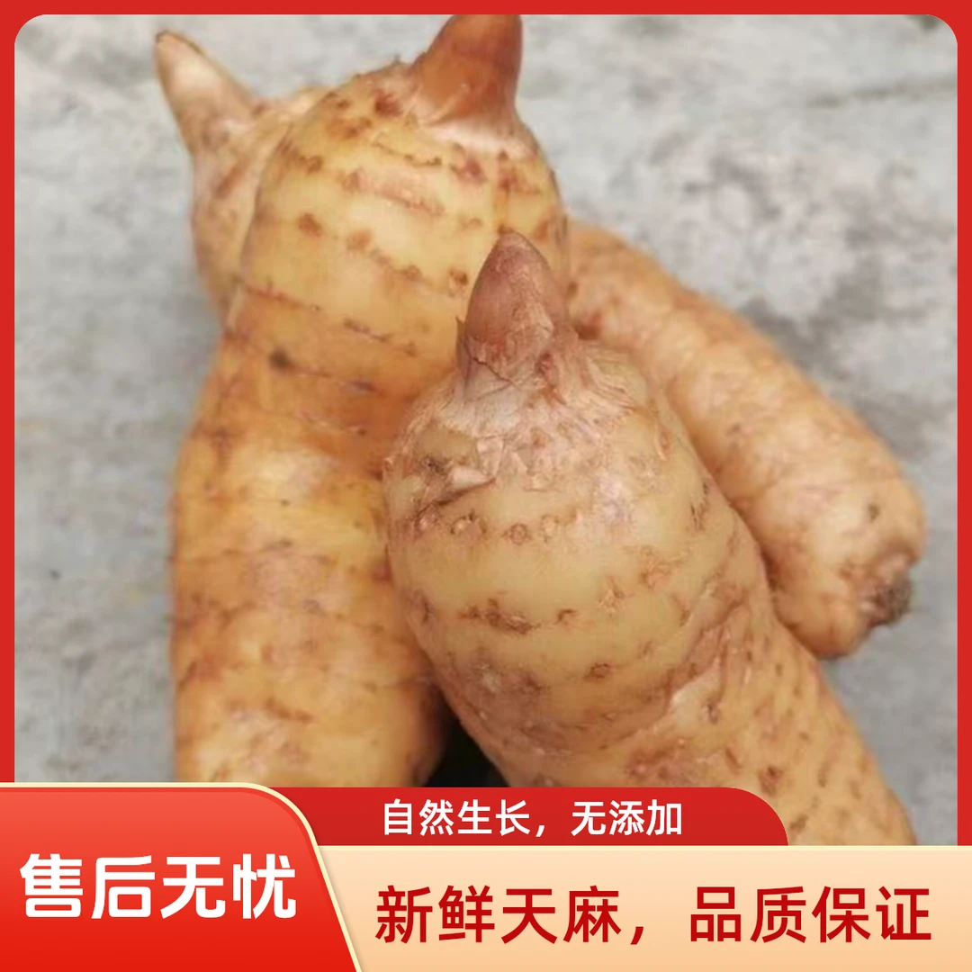 （月亮坪）新鲜乌天麻仿野生种植可炖肉煲汤营养丰富