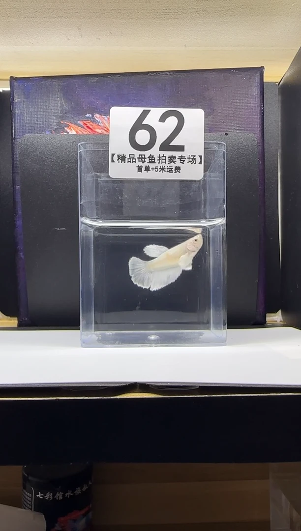 斗鱼母鱼编号：62