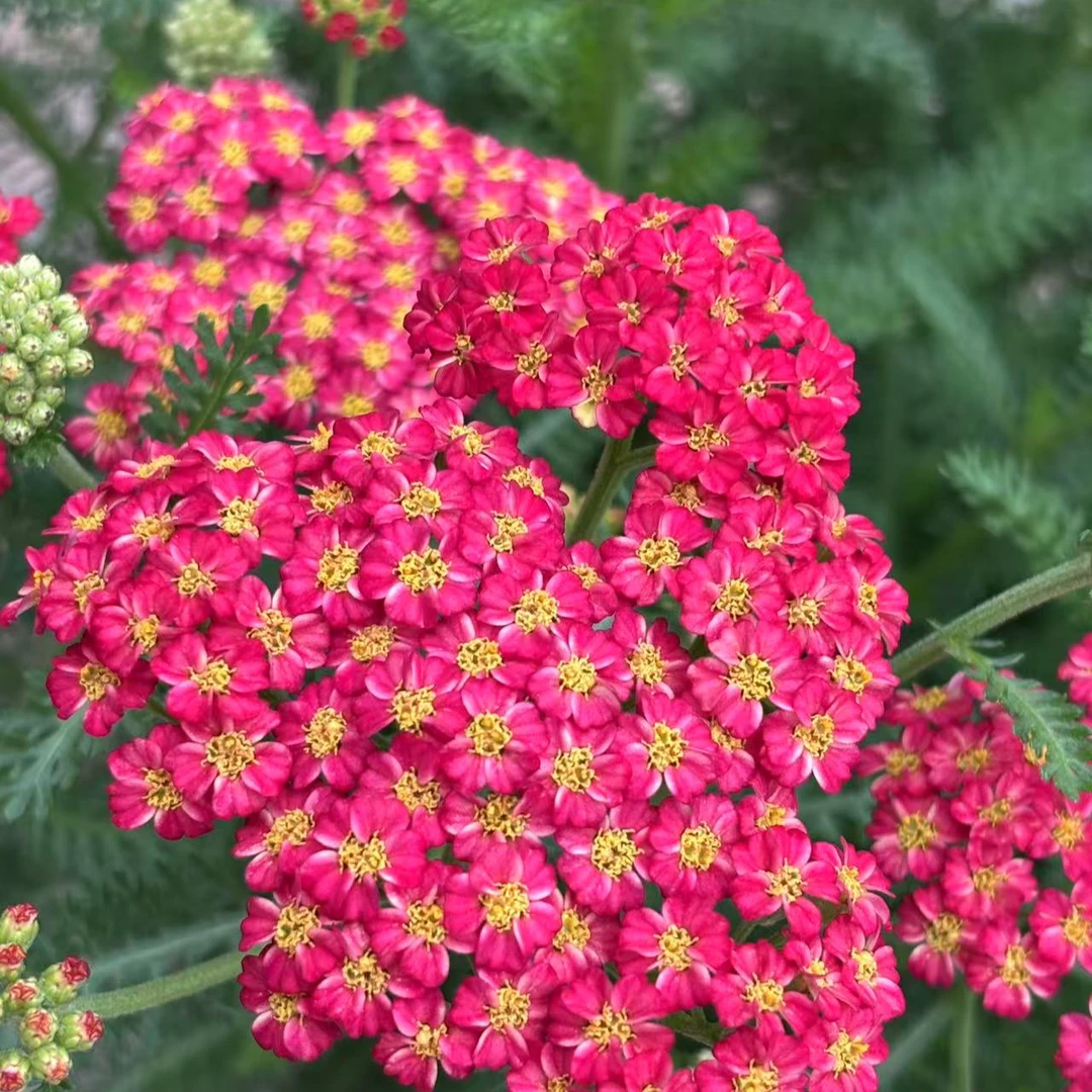 新品 蓍草 高端盆栽 耐热耐寒 花量大花期长 新手易养护
