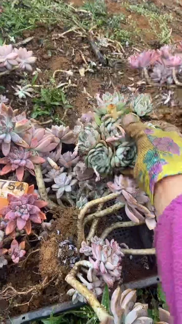 【闪购商品】B754清风花木兰多肉组合