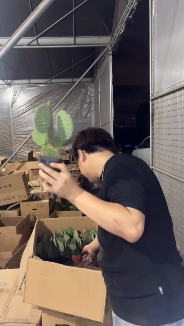 2颗 红太古 仙人掌【带盆土】