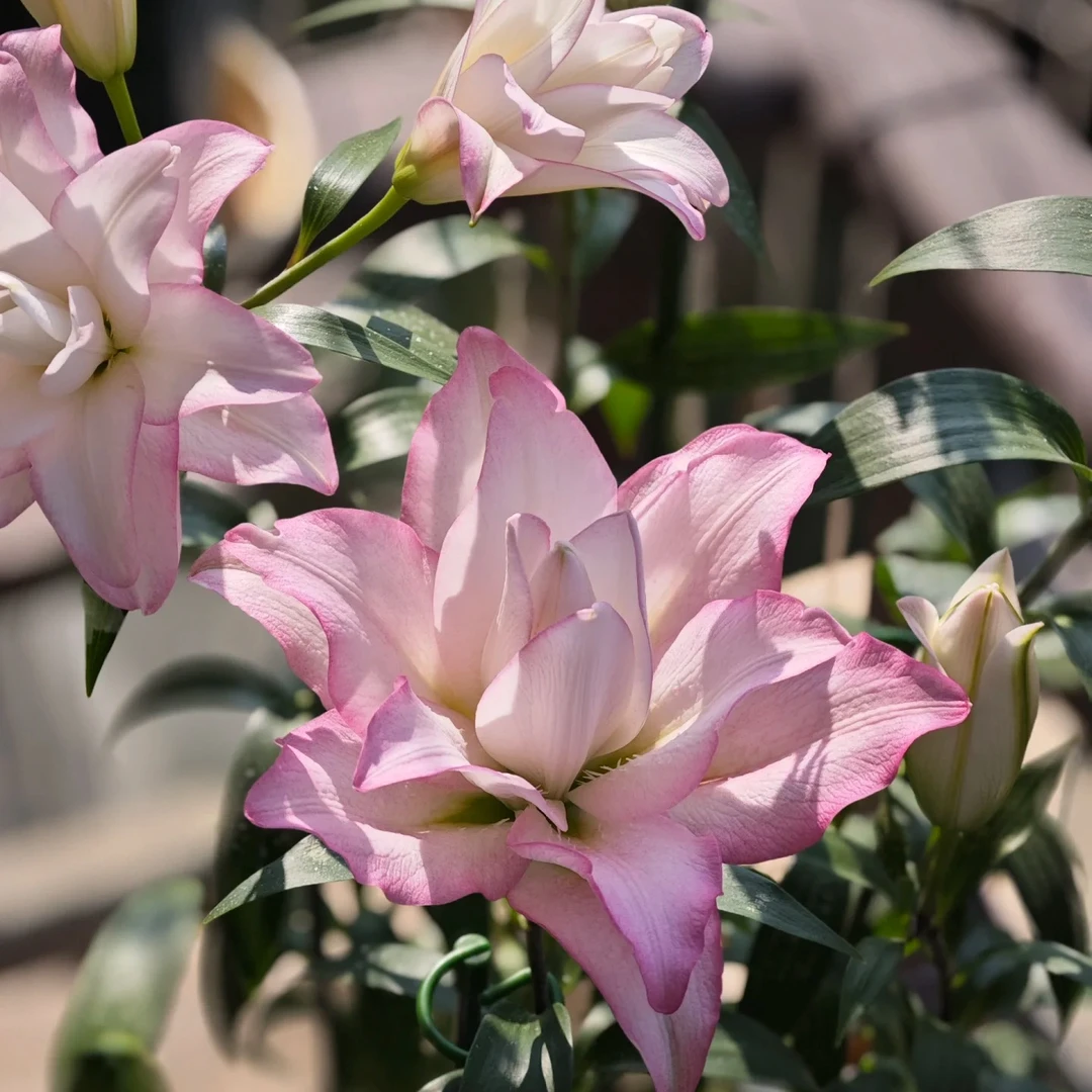 【冰美人】16/18重瓣大花香水百合种球