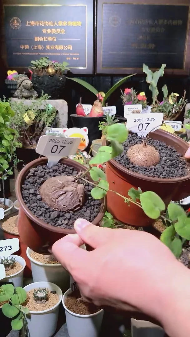 07号1225福利南非龟甲龙买一送一