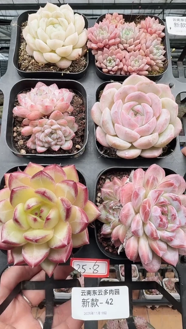 东云多肉园新款-42