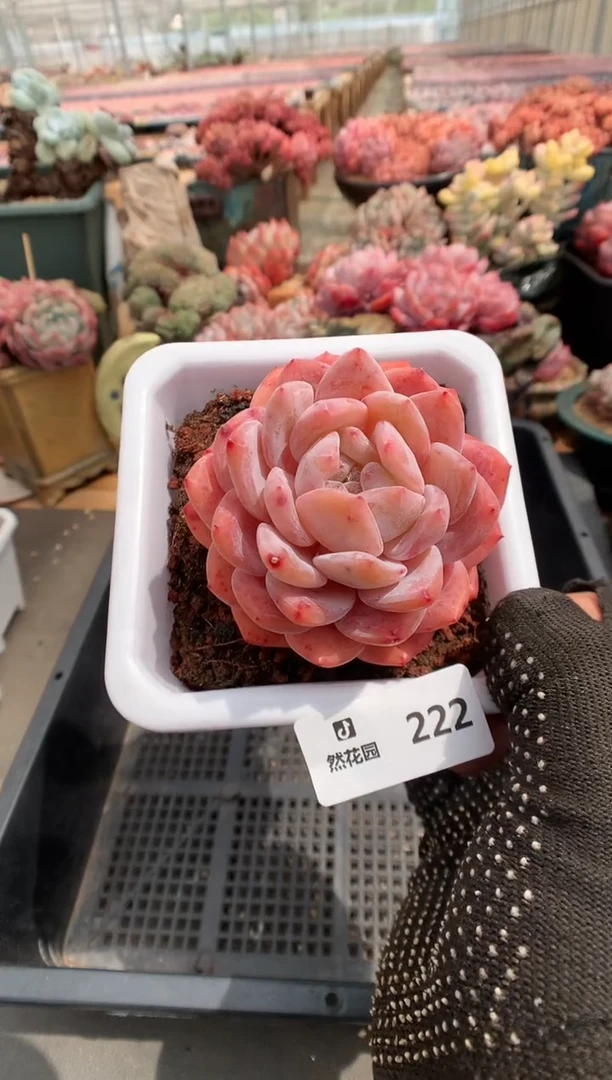 222宽橙一物一拍