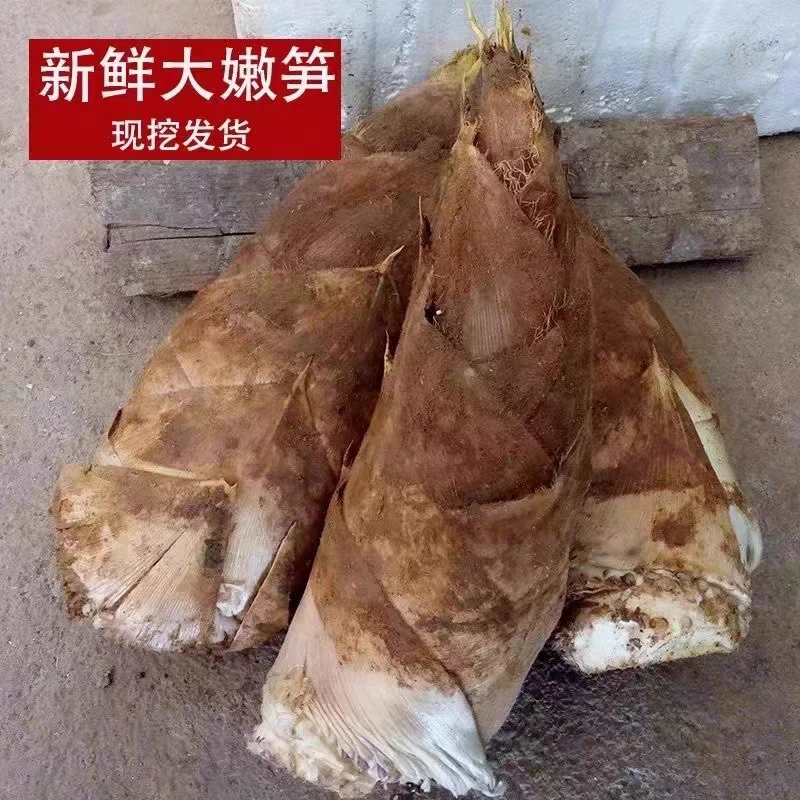 宜宾春笋楠竹笋现挖新鲜矮胖笋子