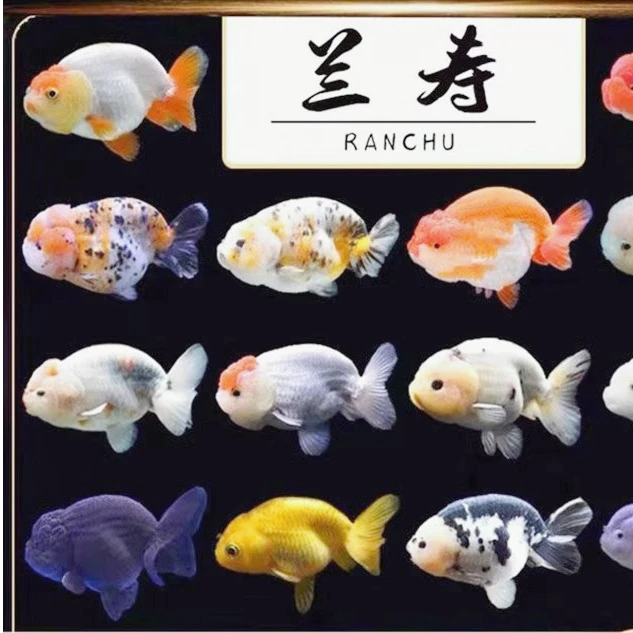 好养耐活的兰寿金鱼淡水观赏鱼