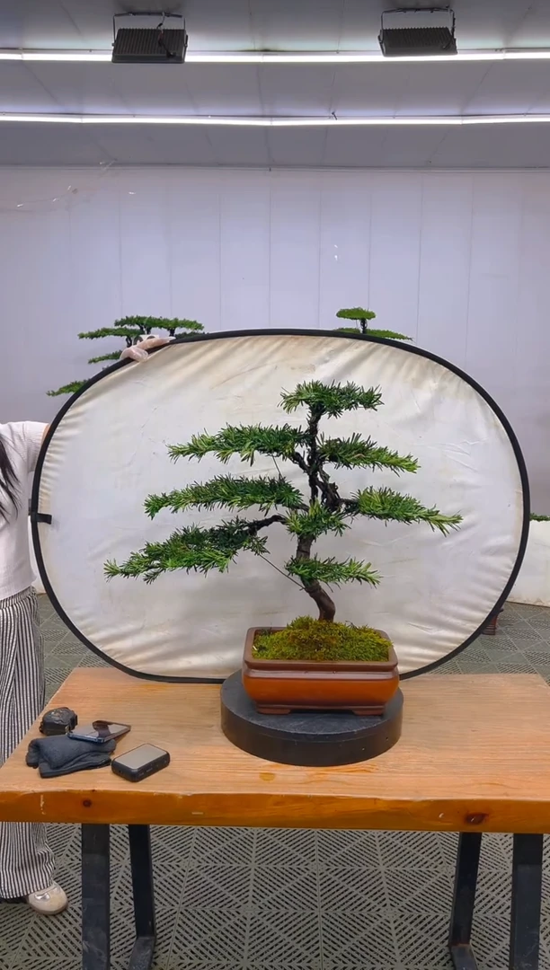 无花朵罗汉松盆景........