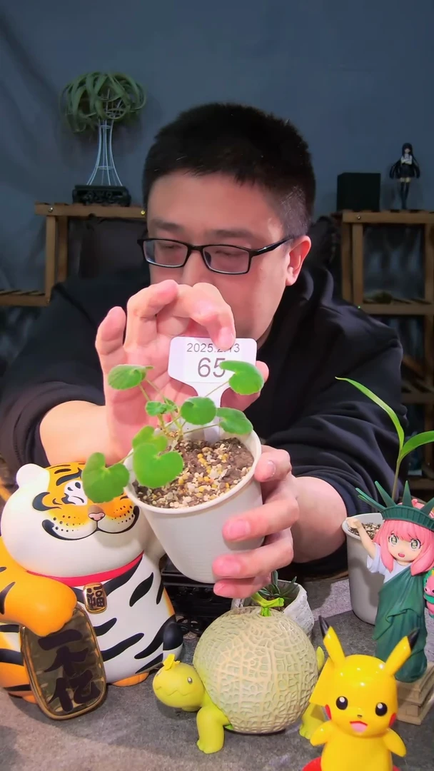 【闪购商品】伍斯特洋葵母本株 2.13.65