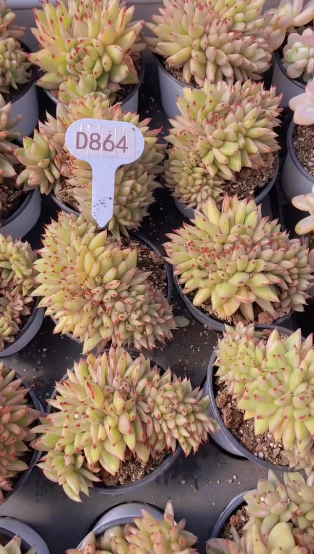 【闪购商品】D864-艾克魂缀化（量拍）