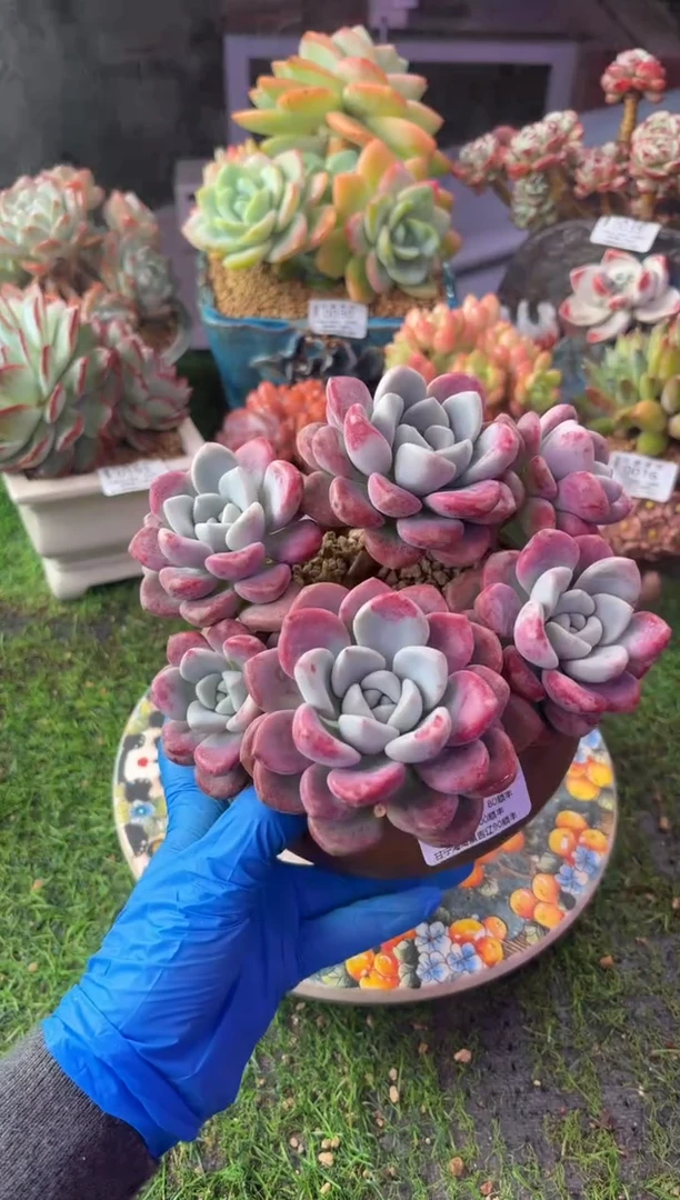 昆明印象多肉0225