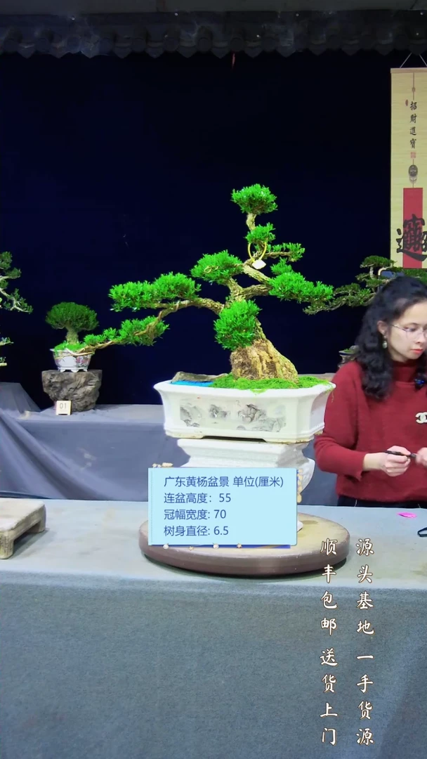 【闪购商品】黄杨盆景艺术黄杨盆景艺术