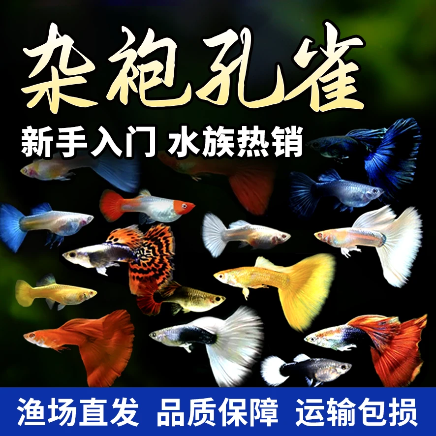 【0基础爆缸攻略】杂袍孔雀鱼基因盲盒 懒人养鱼观赏鱼‌ 吃藻清缸